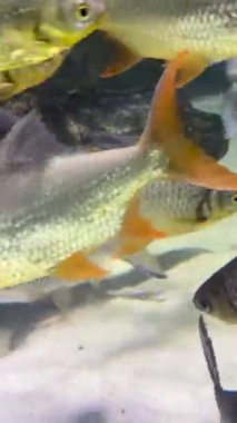 Doğal ortamında yüzen balıklar, çok sağlıklı balıklar multimedya deniz içeriği yaratımı için iyi bir şekilde yaşıyor ve yüzüyorlar.