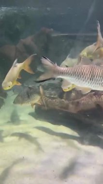 Doğal ortamında yüzen balıklar, çok sağlıklı balıklar multimedya deniz içeriği yaratımı için iyi bir şekilde yaşıyor ve yüzüyorlar.