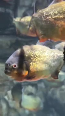 Doğal ortamında yüzen balıklar, çok sağlıklı balıklar multimedya deniz içeriği yaratımı için iyi bir şekilde yaşıyor ve yüzüyorlar.