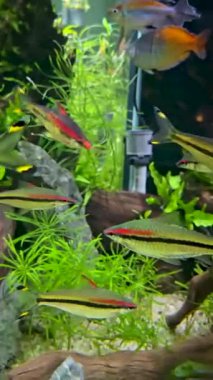 Doğal ortamında yüzen balıklar, çok sağlıklı balıklar multimedya deniz içeriği yaratımı için iyi bir şekilde yaşıyor ve yüzüyorlar.