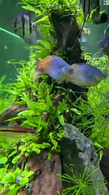 Doğal ortamında yüzen balıklar, çok sağlıklı balıklar multimedya deniz içeriği yaratımı için iyi bir şekilde yaşıyor ve yüzüyorlar.