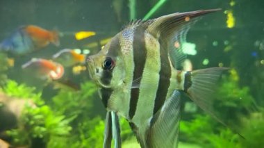 Doğal ortamında yüzen balıklar. Çok sağlıklı balıklar. Multimedya içeriği yaratmak için iyi yaşayıp yüzüyorlar.,