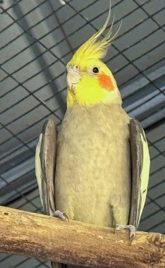 Sevimli kuş muhabbeti kuşları ya da papağanlar ağaç dalına tünemiş. Gerçek aşkın sembolü olarak kullanılan bu kuşun bilimsel adı Agapornis fischeri 'dir.