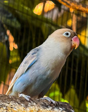 cute bird lovebirds or parrot are perched on a tree branch. This bird which is used as a symbol of true love has the scientific name Agapornis fischeri, bird background clipart