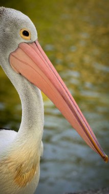 harika kuş pelikanları, Latince adı Pelecanus conspicillatuas olan bu kuş kesesi gagasına sahiptir, ve diğer kuşların arasında, pelikanların multimedya içeriği oluşturmada en uzun gagaları vardır.
