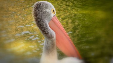 wonderful bird Pelicans, this bird with the latin name Pelecanus conspicillatuas has a pouched beak, and that is its characteristic, among other birds, pelicans have the longest beaks good for multimedia content creation clipart