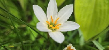 Zephyranthes candida beyaz rüzgarçiçeği, Peru bataklık zambağı, sonbahar zambağı, peri zambağı multimedya geçmişi ve içerik oluşturmada iyidir.