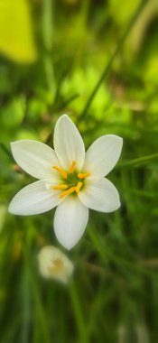 Zephyranthes candida beyaz rüzgarçiçeği, Peru bataklık zambağı, sonbahar zambağı, peri zambağı multimedya geçmişi ve içerik oluşturmada iyidir.