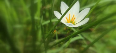 Zephyranthes candida beyaz rüzgarçiçeği, Peru bataklık zambağı, sonbahar zambağı, peri zambağı multimedya geçmişi ve içerik oluşturmada iyidir.