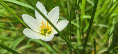 Zephyranthes candida beyaz rüzgarçiçeği, Peru bataklık zambağı, sonbahar zambağı, peri zambağı multimedya geçmişi ve içerik oluşturmada iyidir.