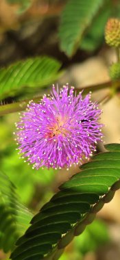 Mimosa pudica, genellikle hassas bitki, dokunup dokunmama veya utangaç bitki olarak bilinir, sürünen yıllık veya uzun ömürlü bir bitkidir. Yapraklarını içe doğru katlama ve bitki kataloğu için sarkıtma yeteneği ile bilinir.