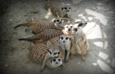 Tatlı mirketler. Ya da Suricata Suricatta, ya da Suricate ailesi kumlu bir ortamda poz veriyor, multimedya içeriği oluşturma üzerine vahşi hayvan kataloğu için iyi.