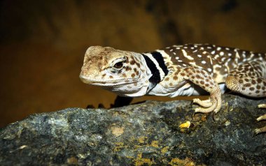 Crotaphytus yaka ya da yakalı kertenkele, kertenkele adı kertenkelelerin farklı renklerinden gelir, boynundaki ve omuzlarındaki siyah bantlar hayvan kataloğu için iyi bir tasma gibi görünür.