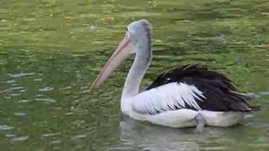 Pelecanus conspicillatuas latin isimli bu kuşun kesesi gagalıdır ve diğer kuşların arasında en uzun gagaları pelikanların özelliğidir.