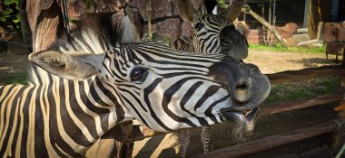 Beautiful black and white stripe zebra, or also known as Equus quagga, unique mammal, zebra grazing in the private ranch, good for multimedia content creation clipart