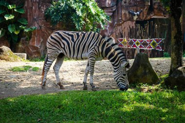 Güzel siyah beyaz çizgili zebra, ya da Equus quagga olarak da bilinir, eşsiz memeli, zebra özel çiftlikte otluyor, multimedya içeriği yaratmak için iyi.