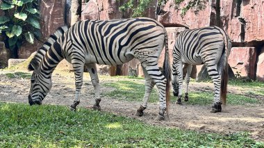 Güzel siyah beyaz çizgili zebra, ya da Equus quagga olarak da bilinir, eşsiz memeli, zebra özel çiftlikte otluyor, multimedya içeriği yaratmak için iyi.