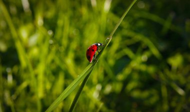 Güzel kırmızı ve siyah Lady Böceği ya da Lady Böceği ya da latin Harmonia axyridis sabah ışığında yeşil çimen yaprağında, multimedya içeriği yaratmak için iyidir.