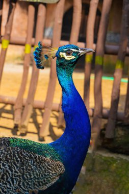 harika ve güzel Peacock veya Pavo kriterleri dişi tavus kuşunu çekmek için renkli kuyruk tüylerini sergiliyor, multimedya içeriği oluşturmada iyi