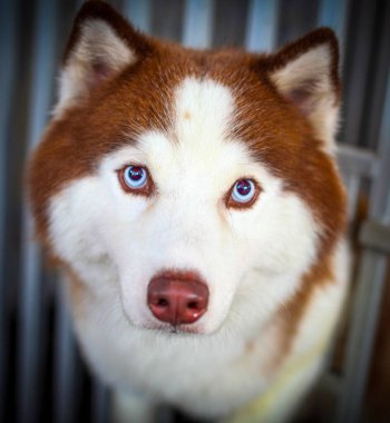 Çok şirin Sibirya Husky 'si ya da açık kahverengi ve beyaz renkli Canis lupus aşinalığı köpek kataloğu ya da multimedya içeriği yaratımı için iyidir.