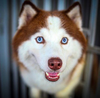 Çok şirin Sibirya Husky 'si ya da açık kahverengi ve beyaz renkli Canis lupus aşinalığı köpek kataloğu ya da multimedya içeriği yaratımı için iyidir.