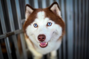 Çok şirin Sibirya Husky 'si ya da açık kahverengi ve beyaz renkli Canis lupus aşinalığı köpek kataloğu ya da multimedya içeriği yaratımı için iyidir.