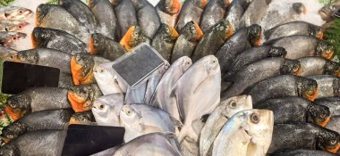 fresh white pomfret or silver pomfret fish in supermarket, fresh fish produce White pomfret fish in Iced Container, Fish market showcase, It was sold in supermarkets for people can buy every day, Freshness seafood on the market clipart