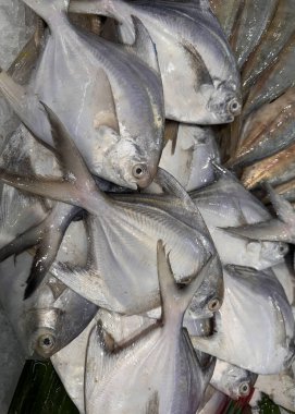 fresh white pomfret or silver pomfret fish in supermarket, fresh fish produce White pomfret fish in Iced Container, Fish market showcase, It was sold in supermarkets for people can buy every day, Freshness seafood on the market clipart