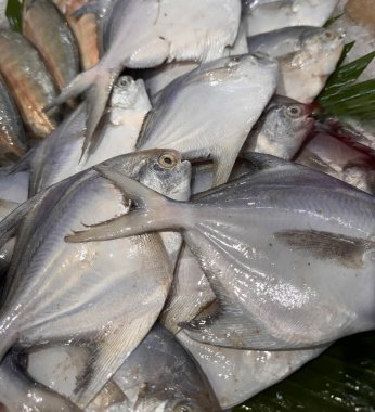 fresh white pomfret or silver pomfret fish in supermarket, fresh fish produce White pomfret fish in Iced Container, Fish market showcase, It was sold in supermarkets for people can buy every day, Freshness seafood on the market clipart