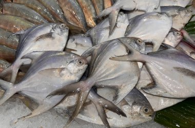 taze beyaz pomfret veya gümüş pomfret balığı süpermarkette, taze balık buzlu kapta beyaz pomfret balığı üretiyor, balık pazarı vitrininde, süpermarketlerde satılıyor insanlar her gün alabilsin diye, taze deniz ürünleri pazarında.