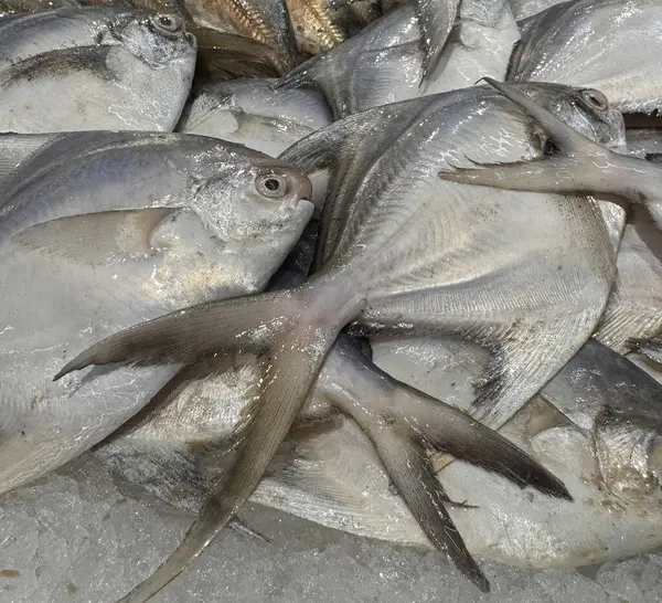 taze beyaz pomfret veya gümüş pomfret balığı süpermarkette, taze balık buzlu kapta beyaz pomfret balığı üretiyor, balık pazarı vitrininde, süpermarketlerde satılıyor insanlar her gün alabilsin diye, taze deniz ürünleri pazarında.