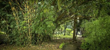 Yağmur ormanları ve çevresindeki taze yeşil renkler Güney Doğu Asya 'da taze zihin tazelemek için, nemli ve nemli orman yeşil yapraklı, multimedya içeriği oluşturmak için iyi