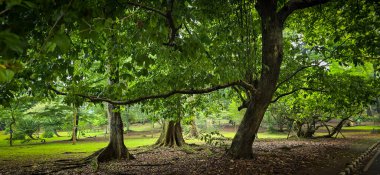 Yağmur ormanları ve çevresindeki taze yeşil renkler Güney Doğu Asya 'da taze zihin tazelemek için, nemli ve nemli orman yeşil yapraklı, multimedya içeriği oluşturmak için iyi