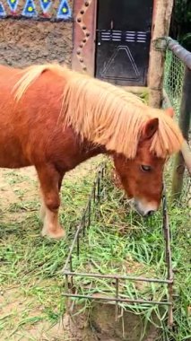 Kahverengi Shetland çiftliğinde midilli yetiştirir. Çevre ve çevresiyle birlikte ayağa kalkar. Multimedya içeriği yaratmak için iyidir. 