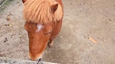 Kahverengi Shetland çiftliğinde midilli yetiştirir. Çevre ve çevresiyle birlikte ayağa kalkar. Multimedya içeriği yaratmak için iyidir. 