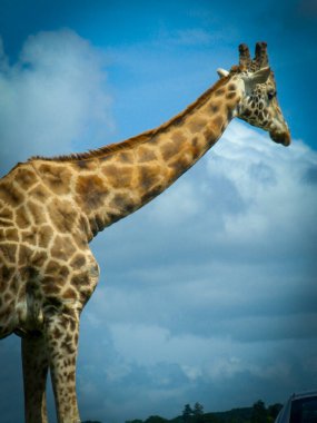 The Angolan giraffe or Giraffa angolensis or Giraffa camelopardalis angolensis or Giraffa giraffa angolensis, also known as the Namibian giraffe or smokey giraffe good for animal catalogue content creation clipart