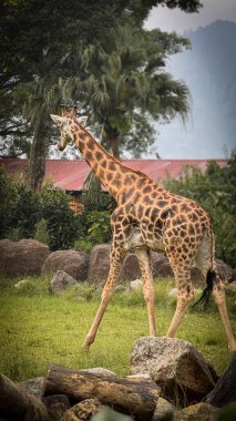 Angolan zürafası veya Giraffa angolensis veya Zürafa camelopardalis angolensis veya Giraffa zürafa angolensis Namibya zürafası olarak da bilinir.
