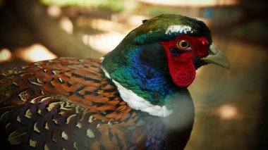 Beautiful bird common pheasant phasianus colchius Ring-necked pheasant in the garden, grassland in early morning, or also known as pheasant chicken good for multimedia content creation clipart