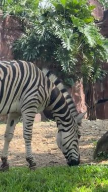 Güzel siyah beyaz çizgili zebra, ya da Equus quagga olarak da bilinir, eşsiz memeli, zebra özel çiftlikte otluyor.