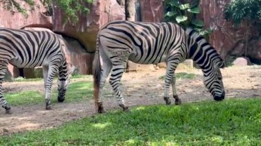 Güzel siyah beyaz çizgili zebra, ya da Equus quagga olarak da bilinir, eşsiz memeli, zebra özel çiftlikte otluyor.