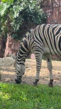 Güzel siyah beyaz çizgili zebra, ya da Equus quagga olarak da bilinir, eşsiz memeli, zebra özel çiftlikte otluyor.