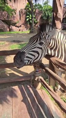 Güzel siyah beyaz çizgili zebra, ya da Equus quagga olarak da bilinir, eşsiz memeli, zebra özel çiftlikte otluyor.