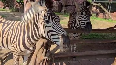 Güzel siyah beyaz çizgili zebra, ya da Equus quagga olarak da bilinir, eşsiz memeli, zebra özel çiftlikte otluyor.