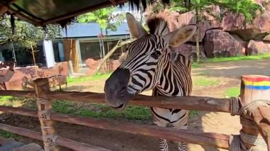 Güzel siyah beyaz çizgili zebra, ya da Equus quagga olarak da bilinir, eşsiz memeli, zebra özel çiftlikte otluyor.