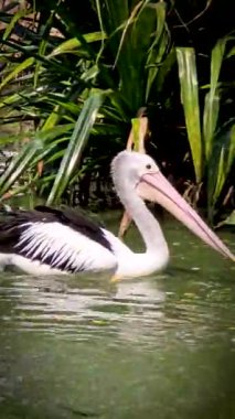 Pelecanus conspicillatuas latin isimli bu kuşun kesesi gagalıdır ve diğer kuşların arasında en uzun gagaları pelikanların özelliğidir.