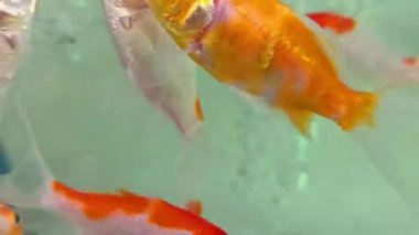 Carassius akvaryumu ya da akvaryum su tankında yüzen beyaz, kırmızı ve turuncu balıklar. Süslü balık akvaryumunda yapay ışıklar, multimedya içeriği oluşturmaya yarar.