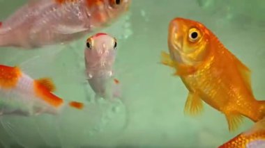 Carassius akvaryumu ya da akvaryum su tankında yüzen beyaz, kırmızı ve turuncu balıklar. Süslü balık akvaryumunda yapay ışıklar, multimedya içeriği oluşturmaya yarar.