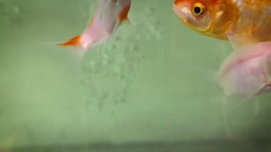 Carassius akvaryumu ya da akvaryum su tankında yüzen beyaz, kırmızı ve turuncu balıklar. Süslü balık akvaryumunda yapay ışıklar, multimedya içeriği oluşturmaya yarar.