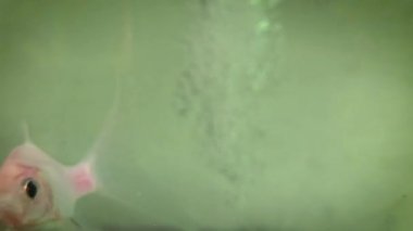 Carassius akvaryumu ya da akvaryum su tankında yüzen beyaz, kırmızı ve turuncu balıklar. Süslü balık akvaryumunda yapay ışıklar, multimedya içeriği oluşturmaya yarar.