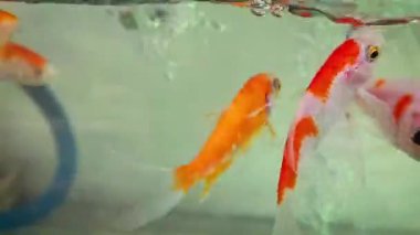 Carassius akvaryumu ya da akvaryum su tankında yüzen beyaz, kırmızı ve turuncu balıklar. Süslü balık akvaryumunda yapay ışıklar, multimedya içeriği oluşturmaya yarar.